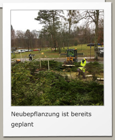 Neubepflanzung ist bereits geplant